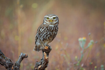 little owl perched on a log, with out of focus background and plants