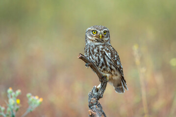 little owl perched on a log, with out of focus background and plants