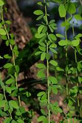 leaves of a plant