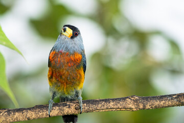 Toucan Barbet