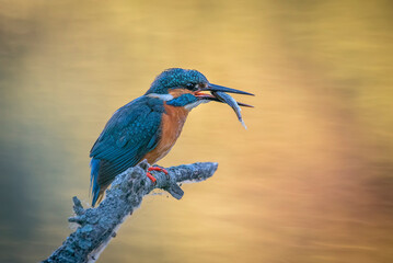 kingfisher perched on a log, with warm colors out of focus background