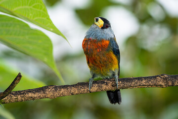 Toucan Barbet