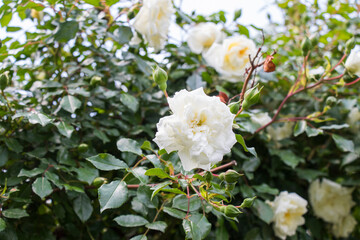 Obraz na płótnie Canvas Beautiful white roses, tree of white roses