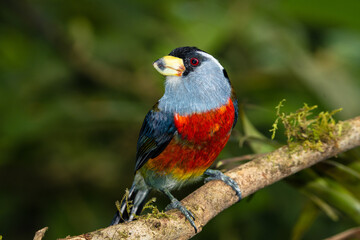 Toucan Barbet