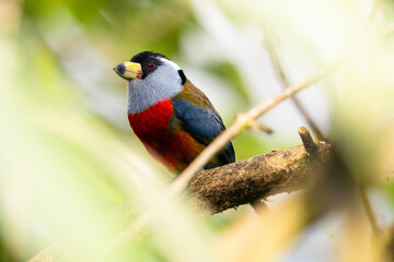 Toucan Barbet
