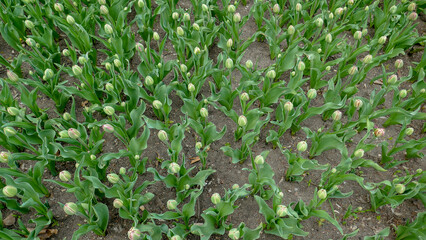 Pyatigorsk - the famous southern resort in the Caucasus