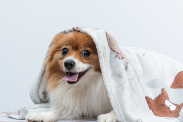 cachorro com cobertor em cima