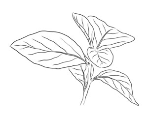VECTOR DRAWING OF A BLACK PERSIMMON TWIG ON A WHITE BACKGROUND