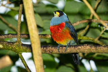 Toucan Barbet