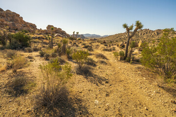 hiking the maze loop in joshua tree national park, california, usa