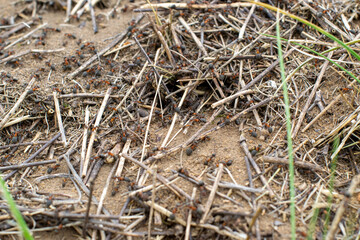 Anthill close-up