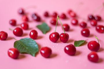 Fresh and delicious cherries on pink background
