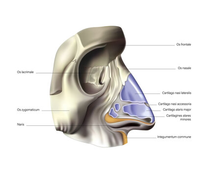 Nose Anatomy Bilder Durchsuchen 17,439 Archivfotos,