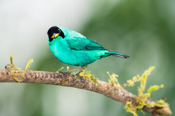 Naklejka premium Green Honeycreeper Tanager