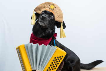 cachorro preto com fantasia de cangaceiro e sanfona