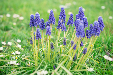 Obraz premium Blue Muscari flowers close up. A group of Grape hyacinth blooming in the spring, closeup with selective focus
