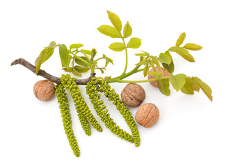 Many different walnuts with flowers and leaves.