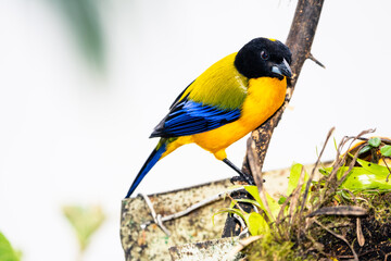 Obraz premium Black-chinned Mountain Tanager