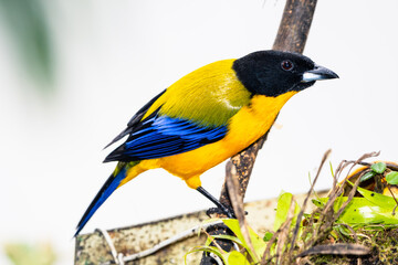 Obraz premium Black-chinned Mountain Tanager