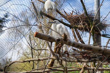 Animals in the German Zoo in Augsburg