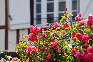 Rose bush with a typical Norman house in the background