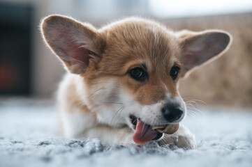 A cute little puppy on the floor