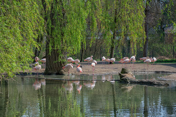 pink pelicans at the German zoo in Augsburg