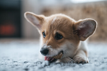 A cute little puppy on the floor