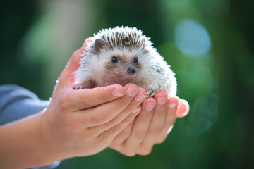 Human hands holding little african hedgehog pet outdoors on summer day. Keeping domestic animals...
