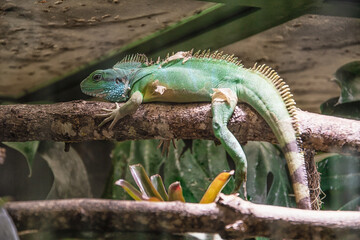 a lizard at the german zoo in augsburg