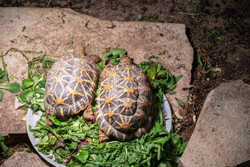 two turtles at the german zoo in Augsburg