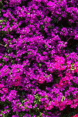 Obraz na płótnie Canvas Background of purple bougainvillea