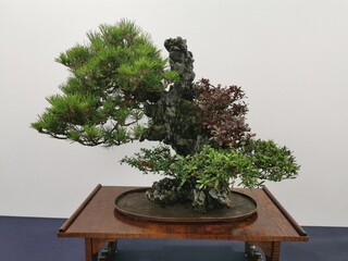 Una collezione di bonsai Giapponesi originali! Giappone alberi in miniatura - cultura orientale -...