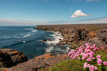 Beautiful wild flowers grow on edge of a cliff. Aran island. county, Galway, Ireland. Irish landscape. Warm sunny day. Blue cloudy sky. Travel and tourism area. Stunning nature scenery