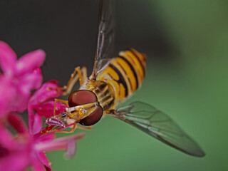 Hoverfly on pink blossom, Schwebfliege auf rosa Blüte