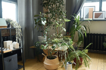 Horizontal image of little garden in living room with houseplants in pots