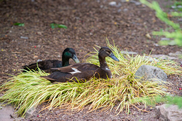 a beautiful bird walks outdoors in a park or yard in summer