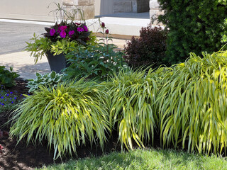 Hakonechloa macra Aureola or Japanese forest grass adds a bright pop of yellow to the part shade...