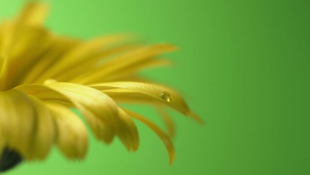 Beautiful large water drop falling from flower petal. Yellow calendula flower. Macro shot. Nature concept. Green background. 4K UHD