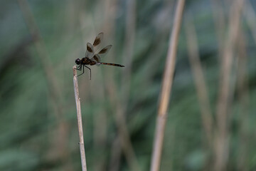 Brown and black dragon fly perched on side of dry plant reed stem stalk waiting for prey to come by where insect will fly off and attack.
