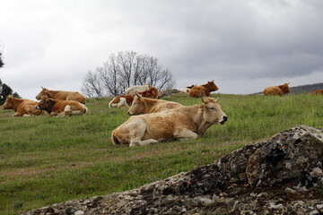 ganadería vacuna de carne en los pastos de montaña