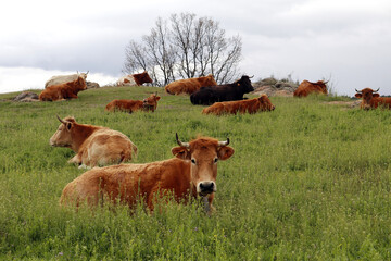 ganado vacuno libre en los pastos de montaña