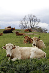 vaca con un cuerno y su rebaño en el parado verde