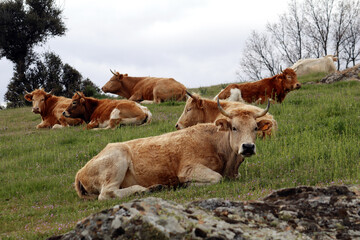 vaca de carne con su rebaño en el monte con pasto