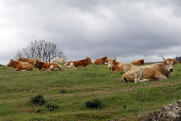 vacas en el monte descansando en el pasto