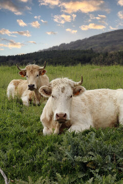 retrato de vacas libres en paisaje de monta&ntilde;a