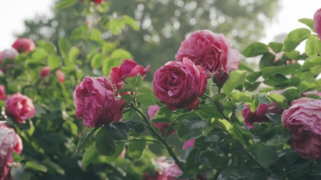 Beautiful red roses in a park during morning hours. Handheld shot. Vienna roses garden. 4K UHD