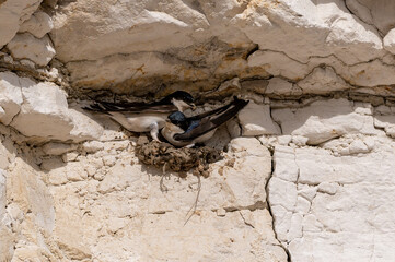House martin birds, delichon urbicum, building nest cups from mud in gaps on the chalk cliffs, Yorkshire