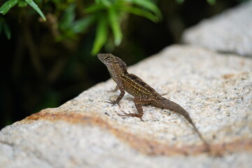 lizard on the stone