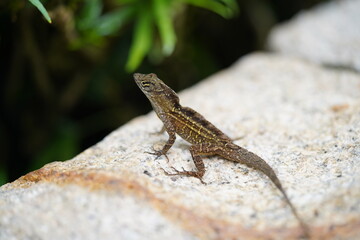 lizard on a rock